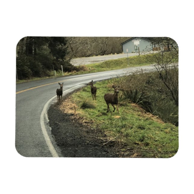 Íman Deer on Road, Cape Desapontamento, WA (Horizontal)