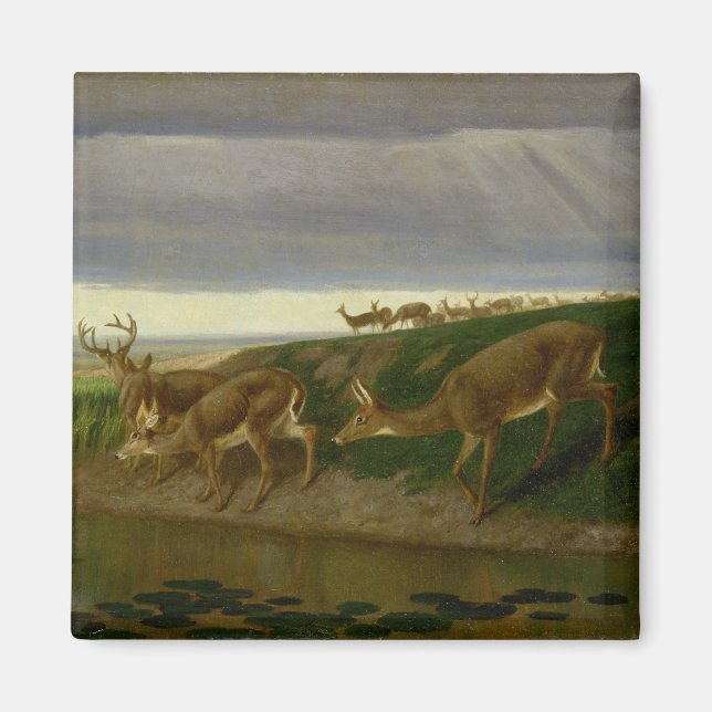 Íman Deer on the Prairie (por William Holbrook Beard) (Frente)