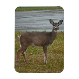 Íman Deer Photo Magnet