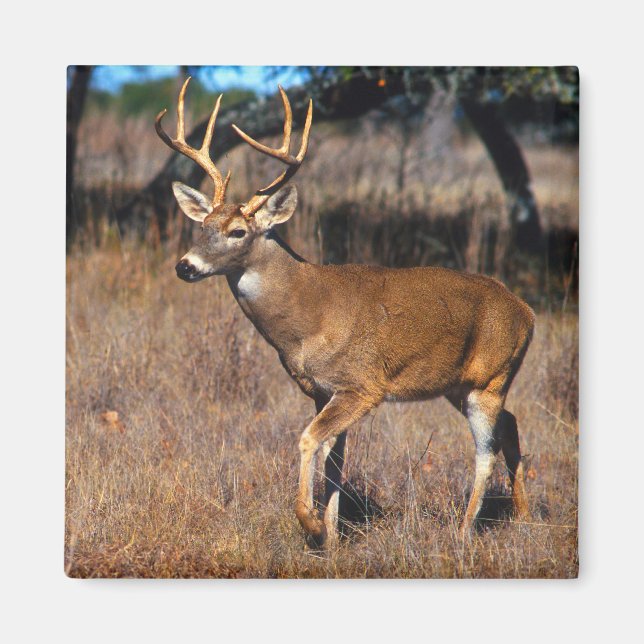 Íman Deer Wildlife Magnet (Frente)