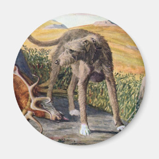 Íman Deerhound escocês