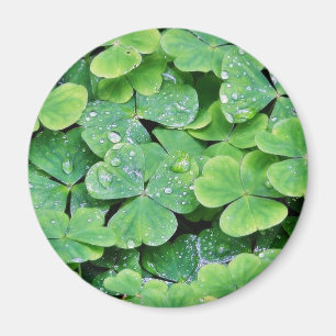 Íman Deerpark Ireland Clover Dew Drops