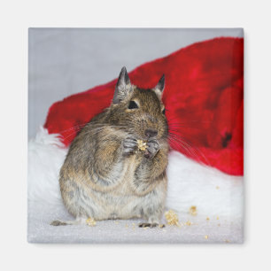 Íman Degu com o chapéu do papai noel festivo