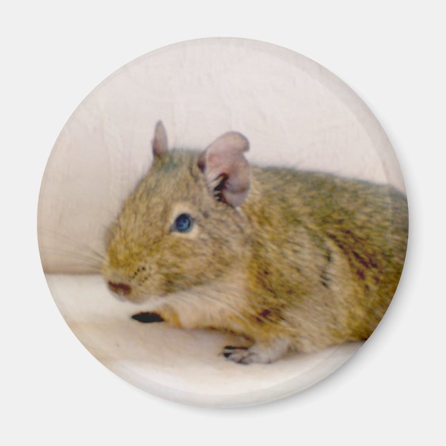 Íman Degu Magnet (Frente)