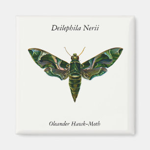 Íman Deilephila Nerii - Oleander Hawk-Moth