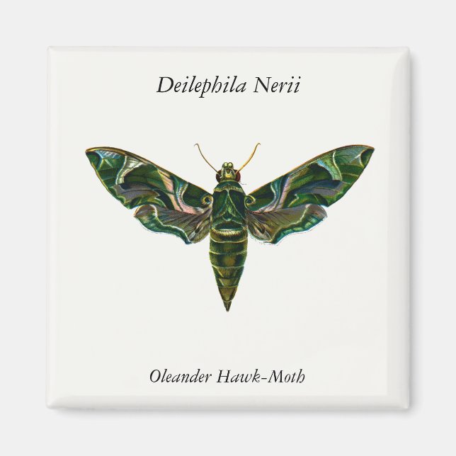 Íman Deilephila Nerii - Oleander Hawk-Moth (Frente)