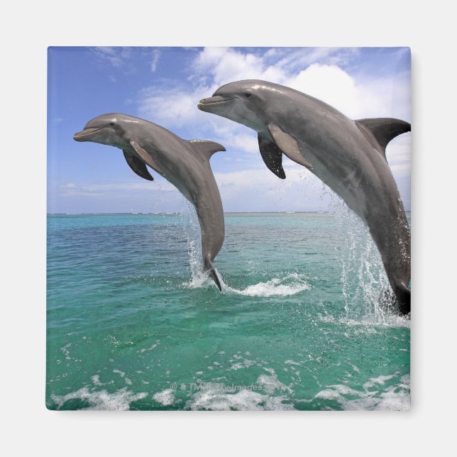 Íman Delfin (Frente)