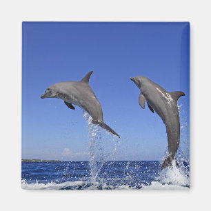 Íman Delfin, Delfim, Tuemmler mais bruto, Tursiops 3