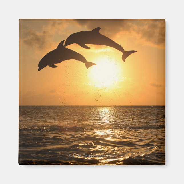 Íman Delfin,Delphin,Grosser Tuemmler,Tursiops (Frente)