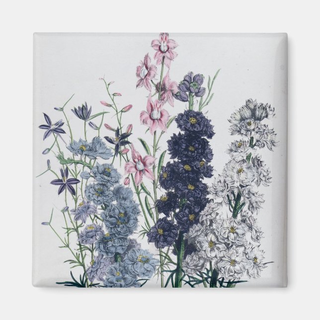 Íman Delfinírios, do Jardim Flor "As Mulheres" (Frente)