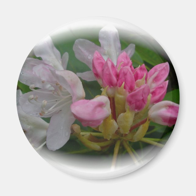 Íman Delicar Azaleas Rosa (Frente)