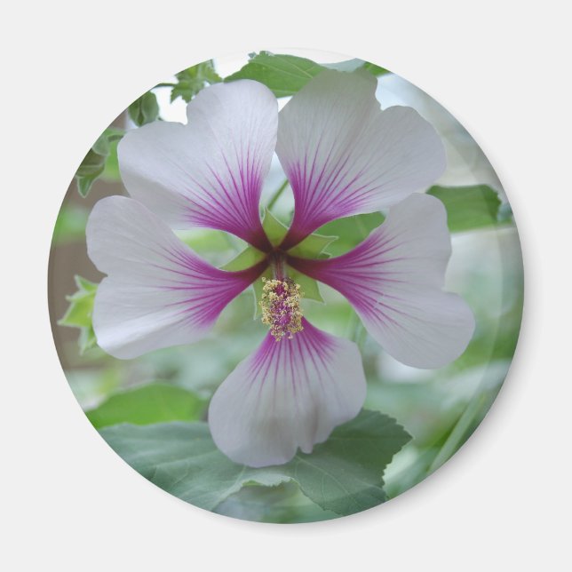 Íman Delicar Lily - ímã (Frente)