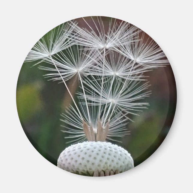 Íman Delicate Dandelion Seeds  (Frente)