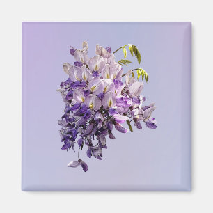 Íman Delicate Wisteria