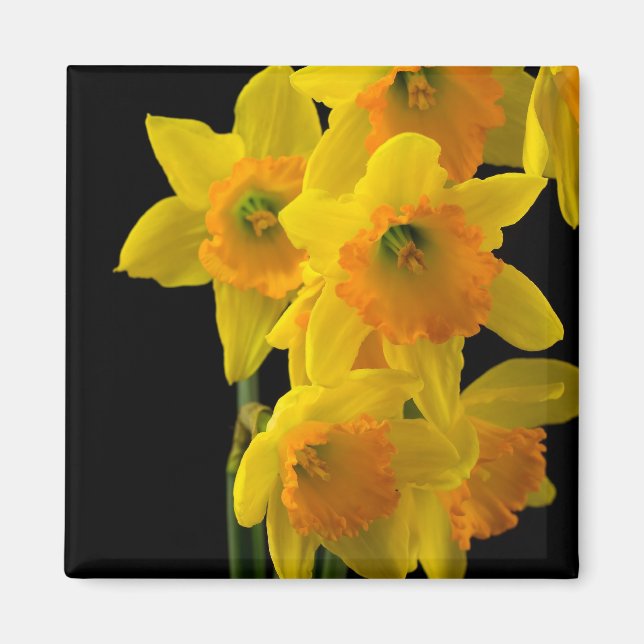 Íman Delicioso Daffodils Amarelo e Laranja (Frente)