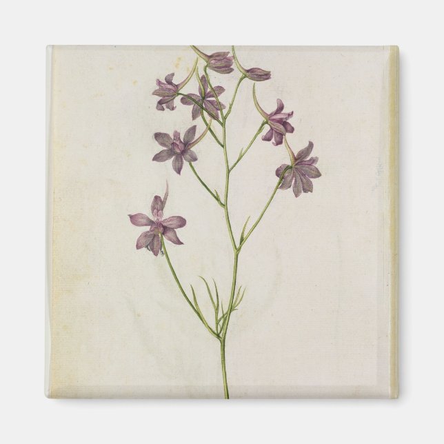 Íman Delphinium ajacis, c.1568 (Frente)