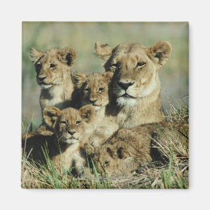 Íman Delta de Okavango, Botswana