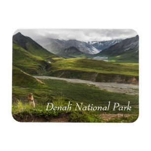 Íman Denali, Esquilo Ártico