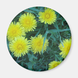 Íman Dente-de-leão