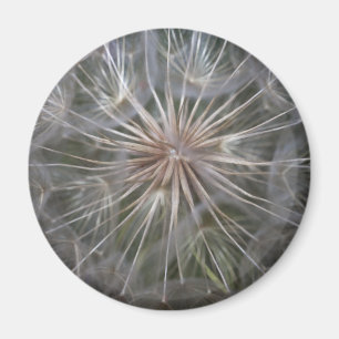 Íman Dente-de-leão