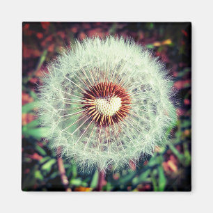 Íman Dente-de-leão