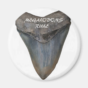 Íman Dente de tubarão Megalodon