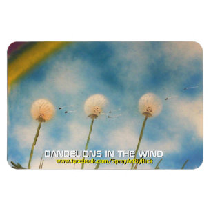 Íman Dentes-de-leão no vento