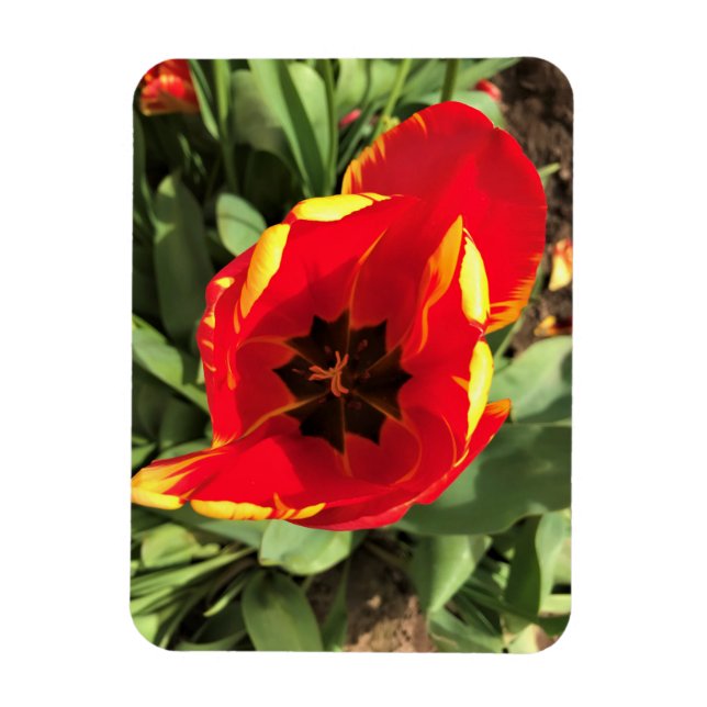 Íman Dentro Banja Luka Tulip, Oregon (Vertical)