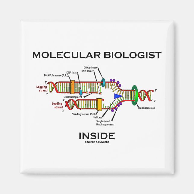 Íman Dentro de Biólogo Molecular (Replicação de DNA) (Frente)
