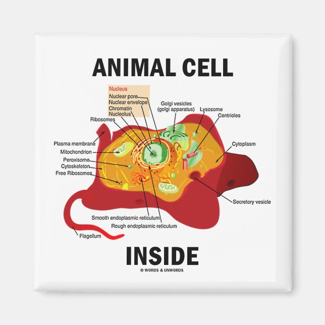 Íman Dentro de células de origem animal (Eukaryote Cell (Frente)