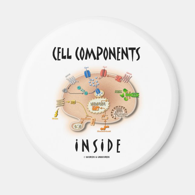Íman Dentro de Componentes de Célula (Frente)