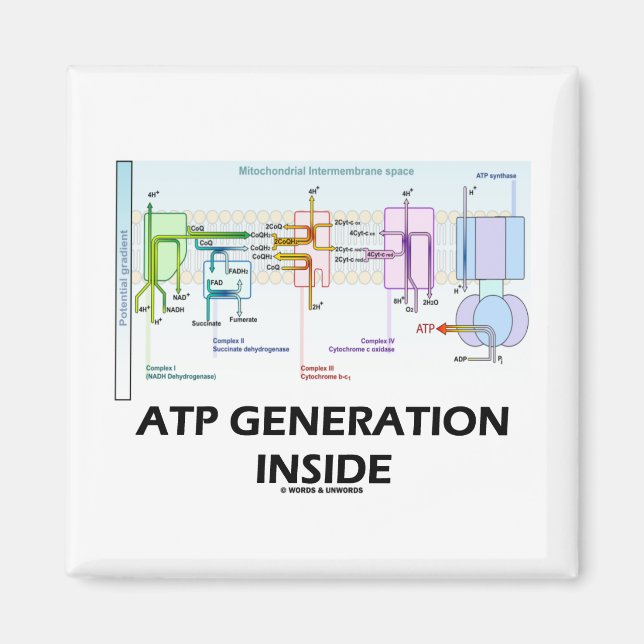 Íman DENTRO de Geração ATP (Cadeia de Transporte Eletrô (Frente)