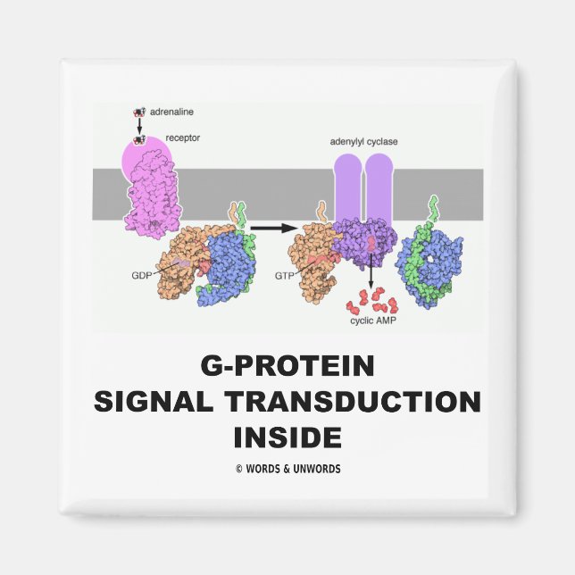 Íman Dentro de Transdução do Sinal de Proteína G (Frente)