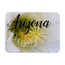 Íman Dentro de um cacto branco em flor, Arizona