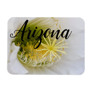 Íman Dentro de um cacto branco em flor, Arizona