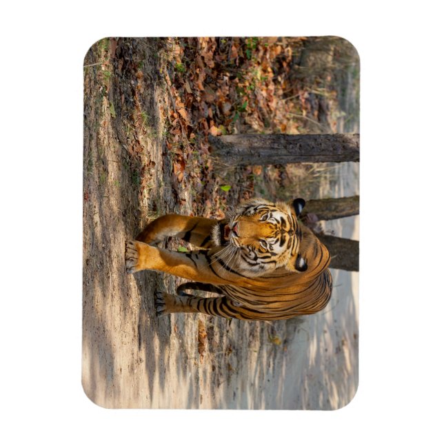 Íman Der Indische Tiger  (Vertical)