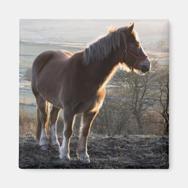 Íman Derbyshire, Inglaterra (Frente)