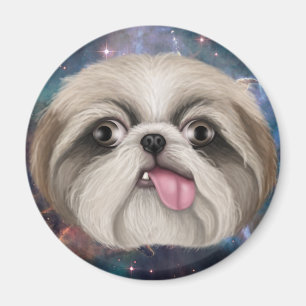 Íman Derpy Shih Tzu