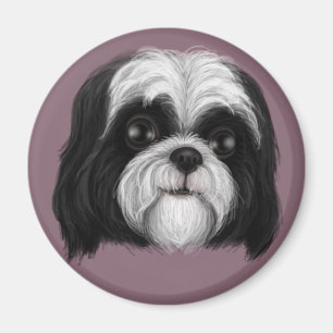 Íman Derpy Shih Tzu