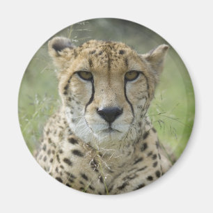 Íman Descansar na grama