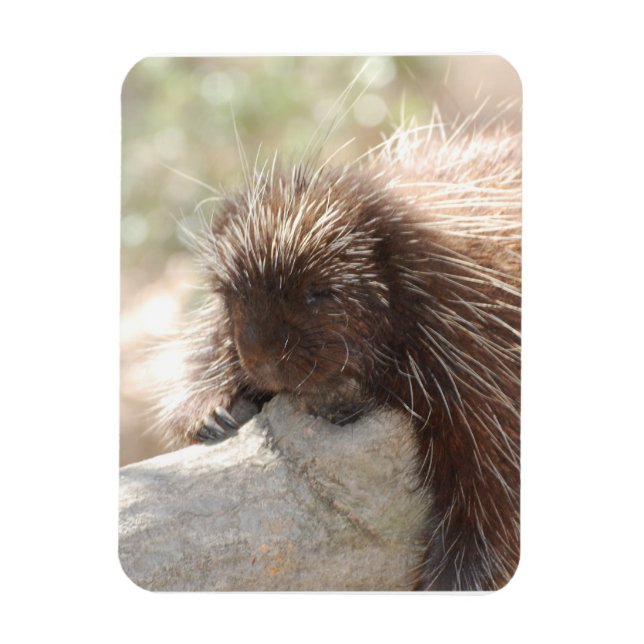 Íman Descansar Porcupine (Vertical)