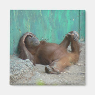 Íman Descanso do orangutang do bebê