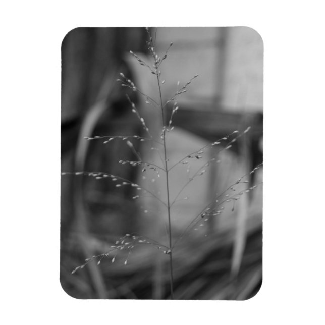 Íman Deschampsia flexuosa (Vertical)