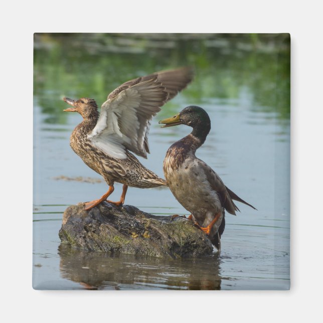 Íman Desculpe-me (Frente)