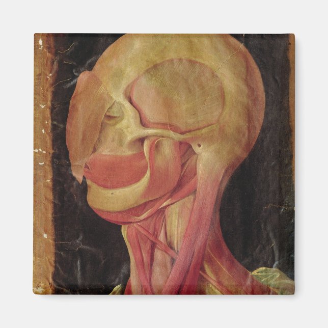 Íman Desenho anatômico da cabeça humana (Frente)