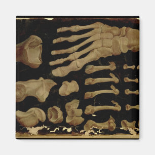 Íman Desenho anatômico dos ossos do pé