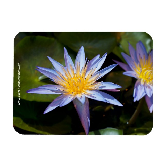 Íman Desenho Botânico Floral de Nenúfar Tropical (Horizontal)