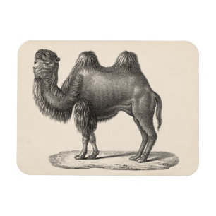 Íman Desenho de Brodtmann Camel