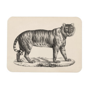 Íman Desenho de Brodtmann Tiger