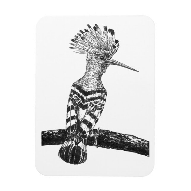 Íman Desenho de Hoopoe (Vertical)